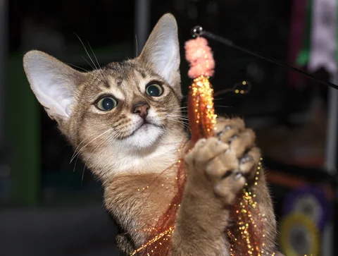 Abyssinian Chivas Regal grasping a teaser toy with both front paws during play