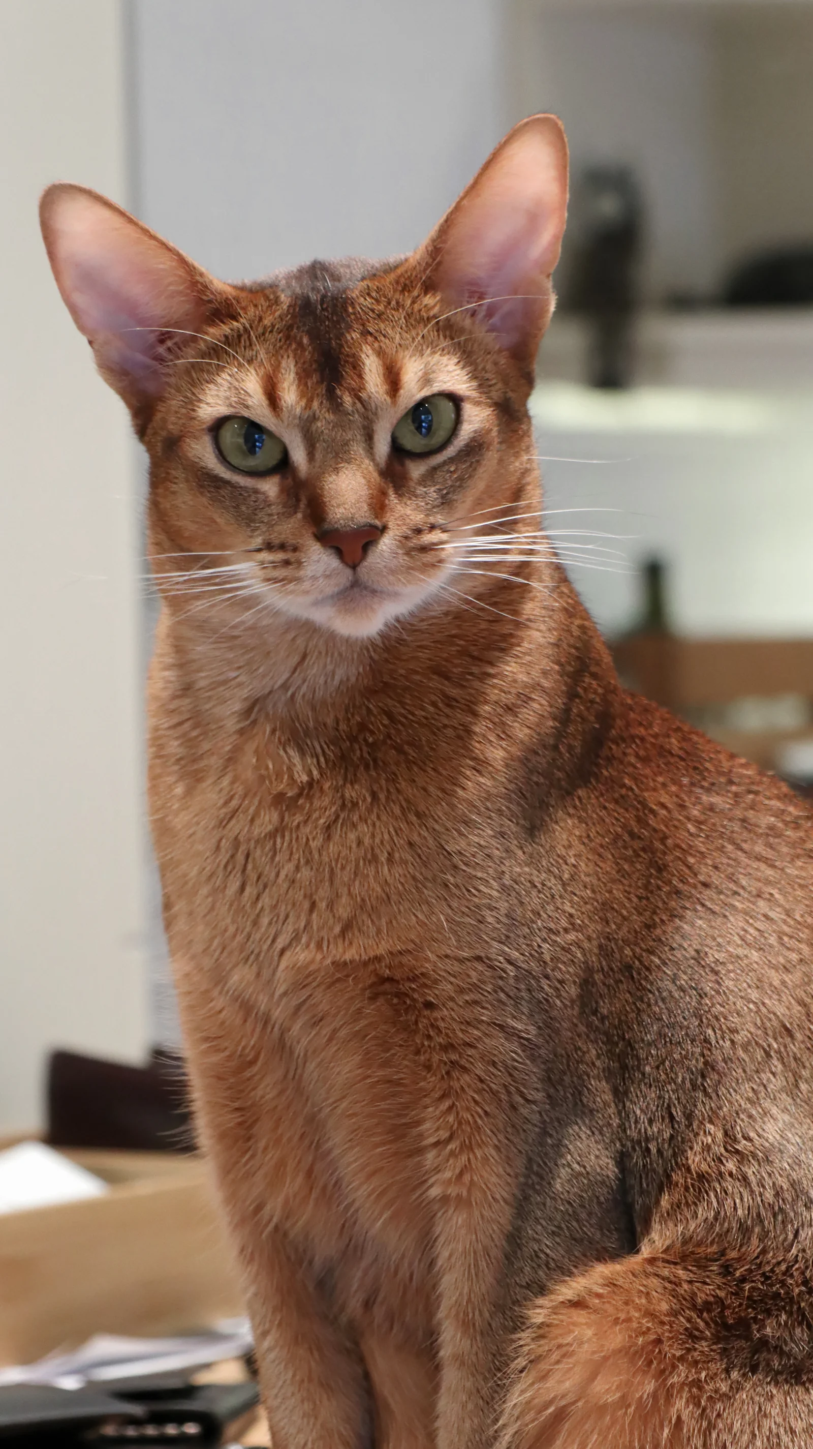 Adult Abyssinian cat with a clear view of its face