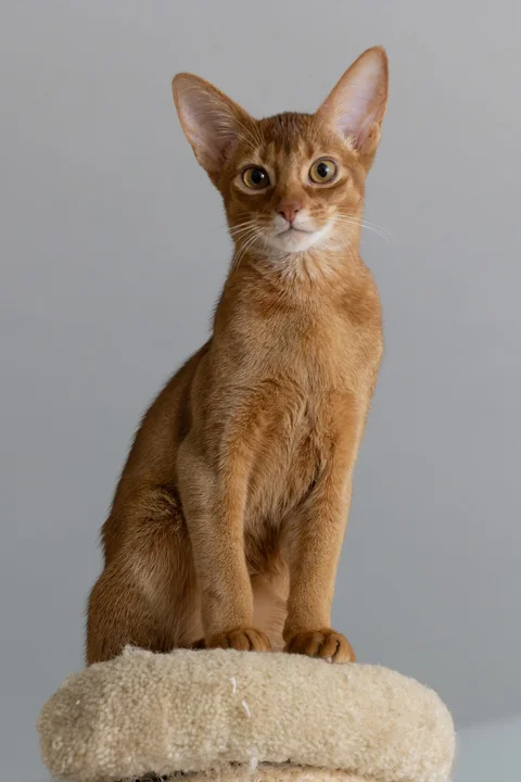 Five-month-old sorrel Abyssinian kitten sitting on a cat tree
