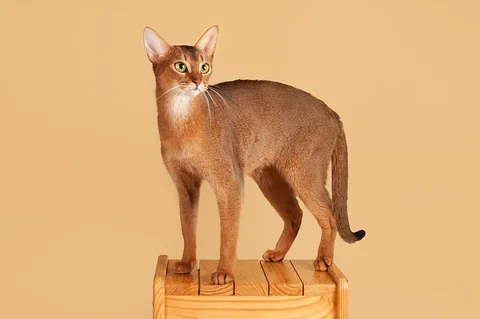 Abyssinian cat Patricia standing on a wooden stool in three-quarter view