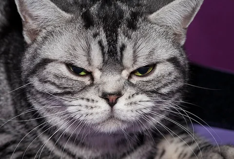 Silver American Shorthair Cleopatra with a broad muzzle and distinct tabby markings