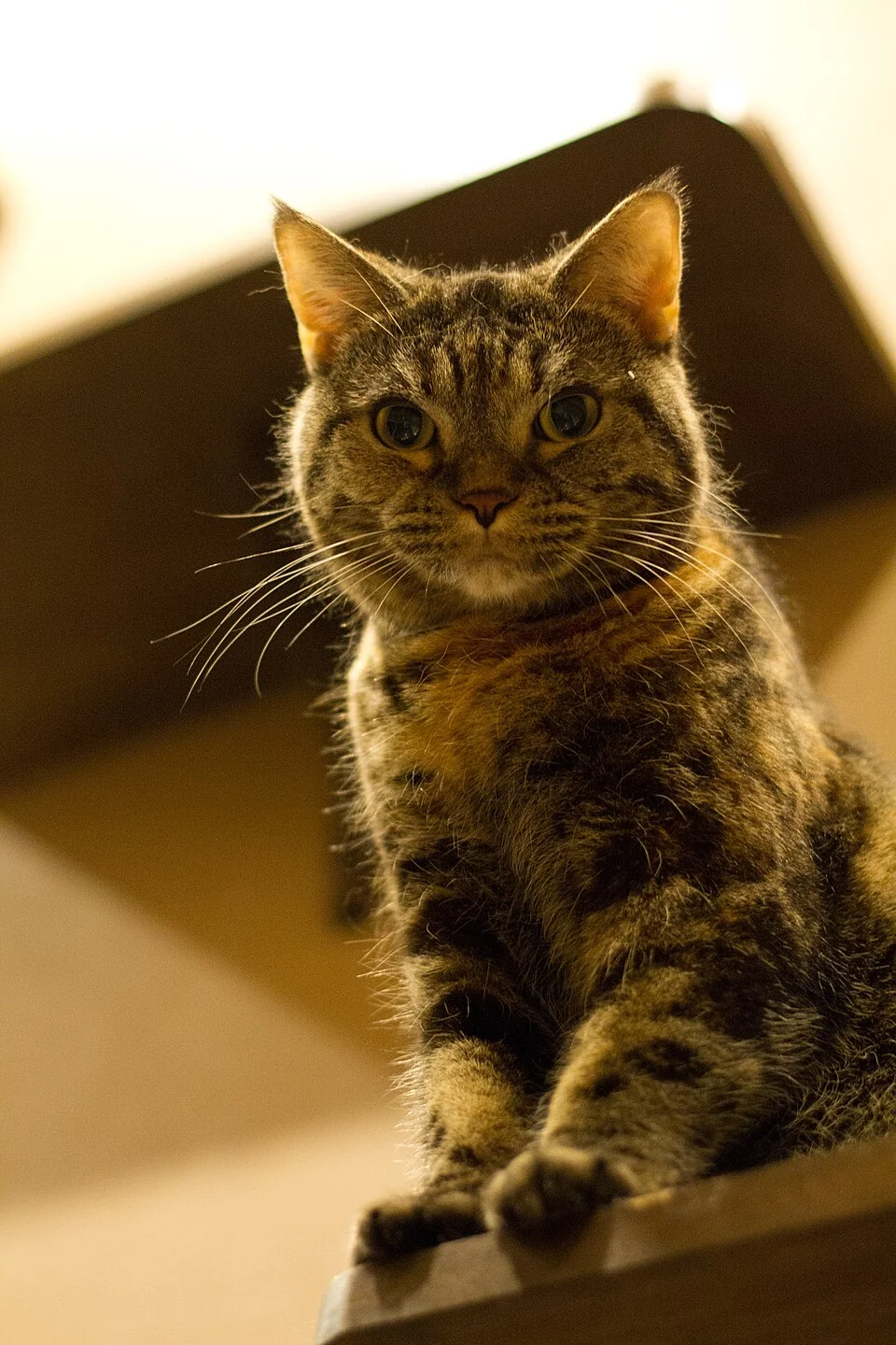 Brown tabby American Shorthair cat Choro in portrait