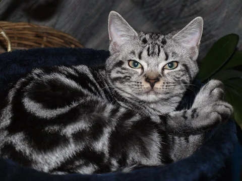 Silver tabby American Shorthair Nana curled up in a basket