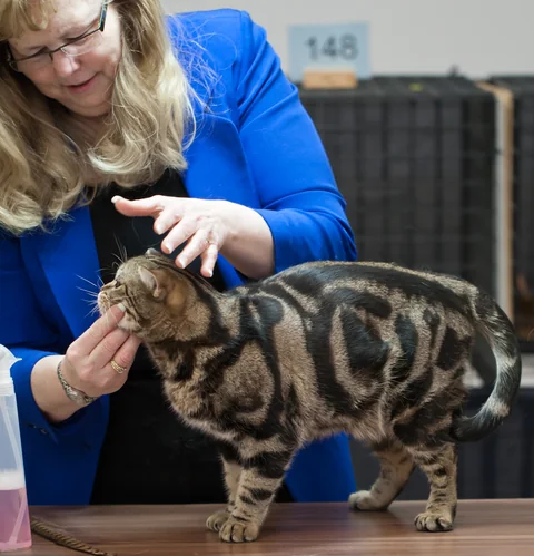 American Shorthair Brown Sugar standing side-on at a cat show