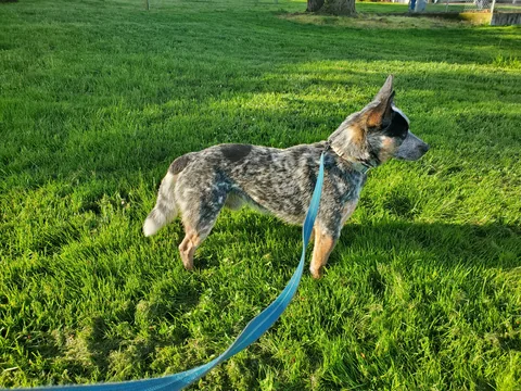 Australian Cattle Dog on lead across a lawn