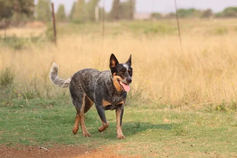 Boyero australiano moteado de azul que corre por la hierba
