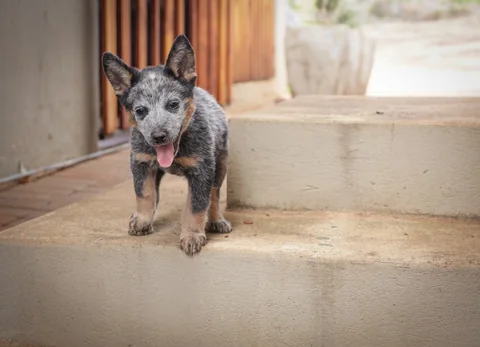 Cachorro de boyero australiano moteado de azul sobre un escalón bajo