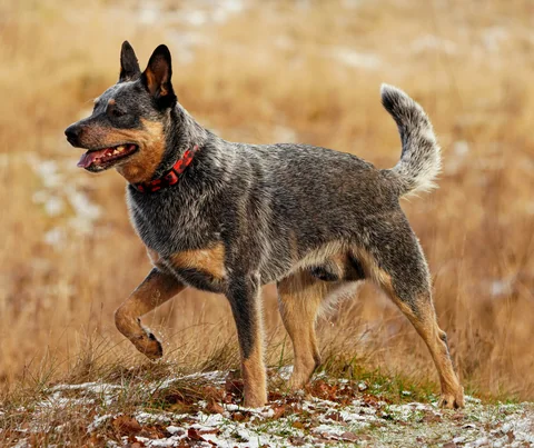 Draco, un boyero australiano, camina de perfil por una pradera invernal