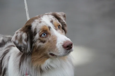 Australian Shepherd outdoors