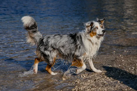 Pastore australiano blu merle che esce dall’acqua verso la riva