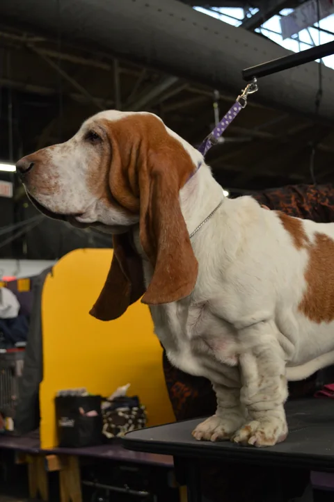 Basset Hound mit lang herabhängenden Ohren