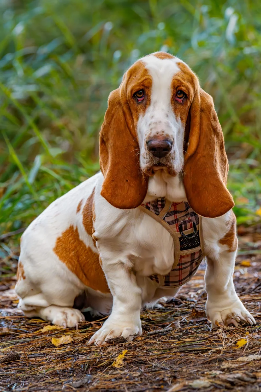 Basset Hound sentado ao ar livre, de frente para a câmara