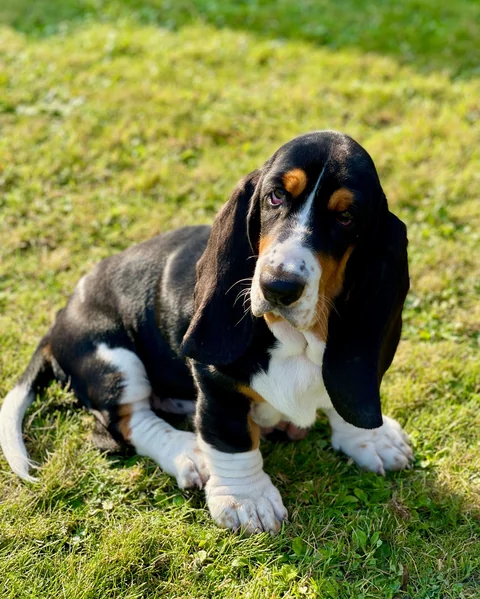 Um cachorro Basset Hound preto, branco e castanho está sentado na relva, com as orelhas compridas caídas
