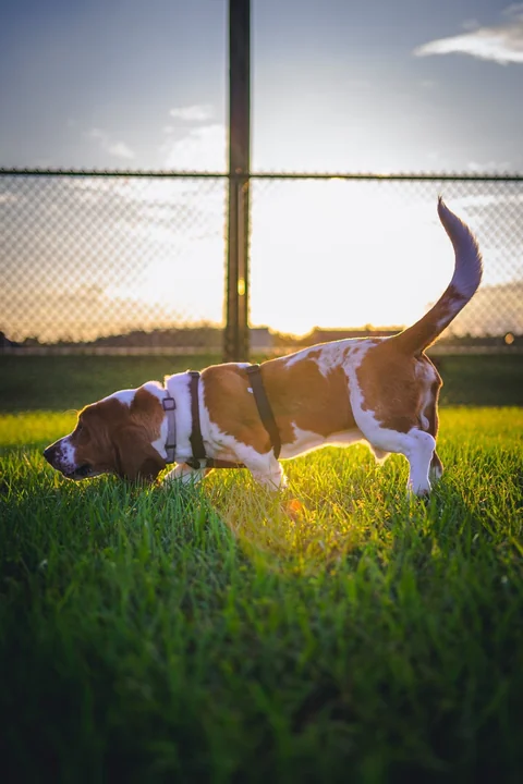 Basset Hound visto de lado a farejar a relva
