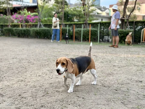 Beagle im Freien