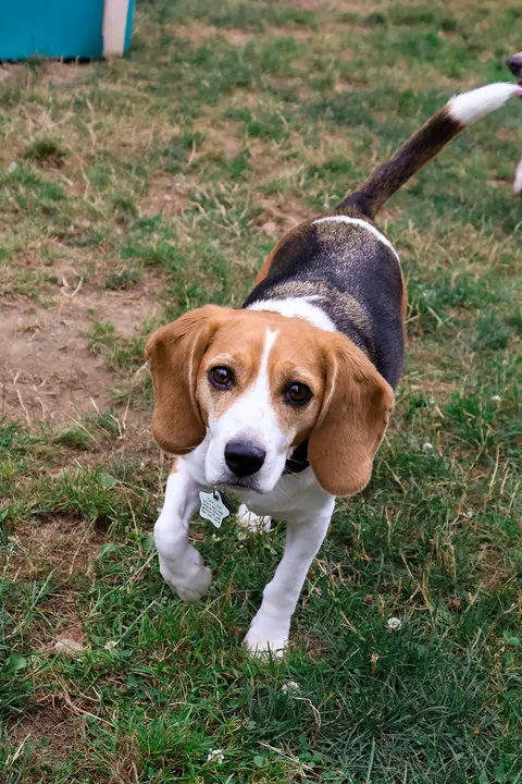 Un Beagle joven camina por la hierba hacia la cámara.