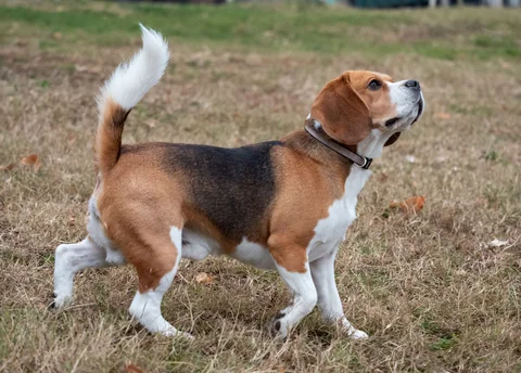 Un Beagle adulto tricolor está de perfil sobre la hierba y mira hacia arriba.