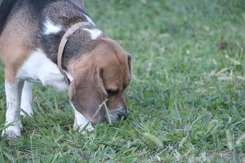 Un Beagle tricolor olfatea la hierba con la cabeza agachada.