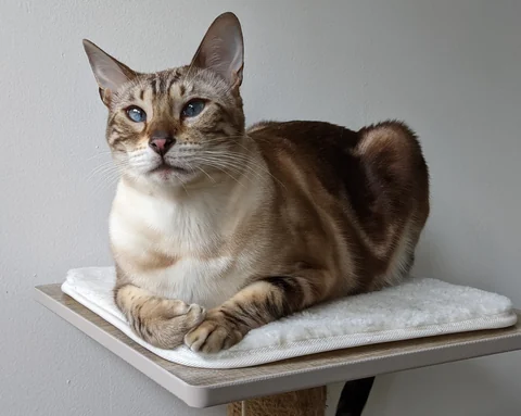 An adult snow marble Bengal sits on a scratching board and looks into the camera.