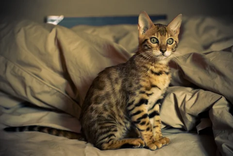 An alert Bengal kitten sits on a cushion, its brown coat marked with dark stripes.