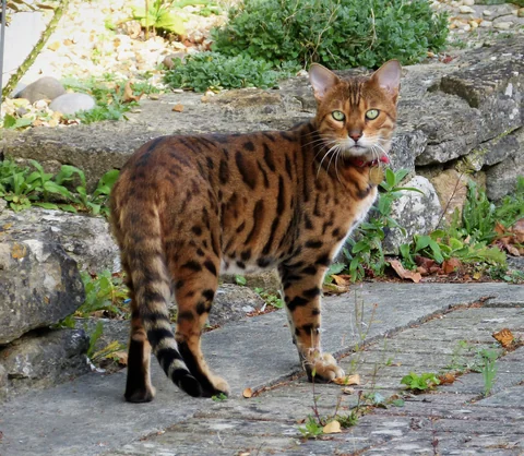 Un Bengal adulte se tient de profil sur un chemin de pierre et regarde l’objectif.