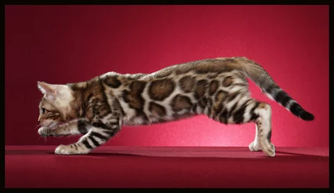 Un Bengal se faufile, le corps étiré, devant un fond rouge.
