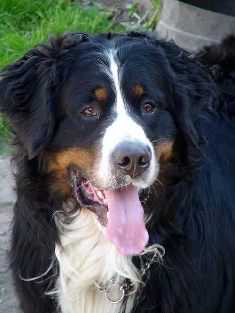 Berner Sennenhund im Freien