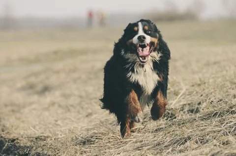 Un Bovaro del Bernese corre in un prato verso la fotocamera