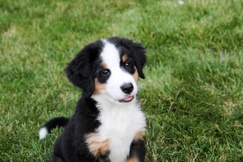 Un cucciolo di Bovaro del Bernese è seduto sull’erba