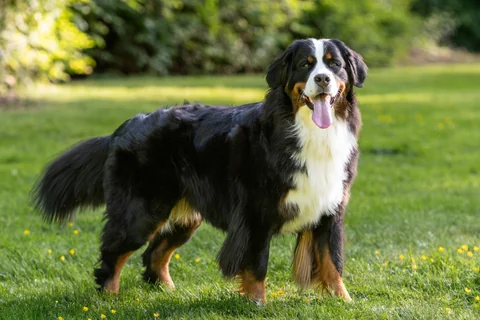 Una femmina adulta di Bovaro del Bernese è in piedi di profilo sull’erba e guarda la fotocamera
