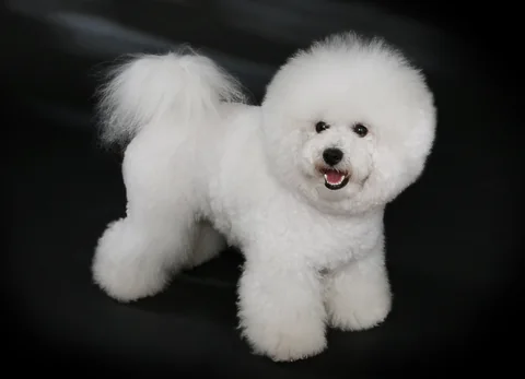 White Bichon Frise against a dark studio background
