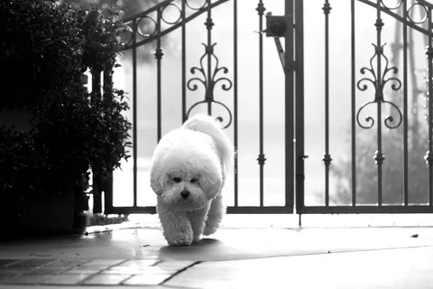 Foto in bianco e nero di un bichon frisé bianco che attraversa un cancello da giardino