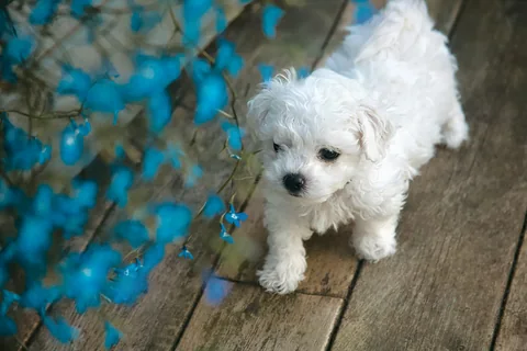 Cucciolo di bichon frisé bianco in piedi su una terrazza di legno accanto a fiori blu