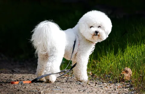 Bichon frisé bianco in piedi di profilo su un sentiero