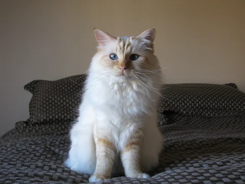 Red-point Birman Shin-Vanille sitting on a blanket