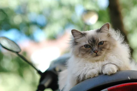 Birman Ally with tabby face markings resting on a vehicle seat