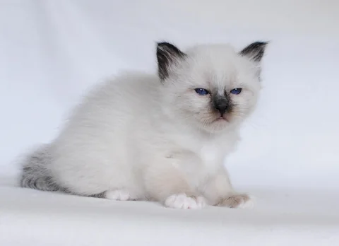 Five-week-old Birman kitten Dorian lying on a pale surface
