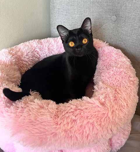 Bombay cat Daphne Bridgerton sitting in a pink cat bed