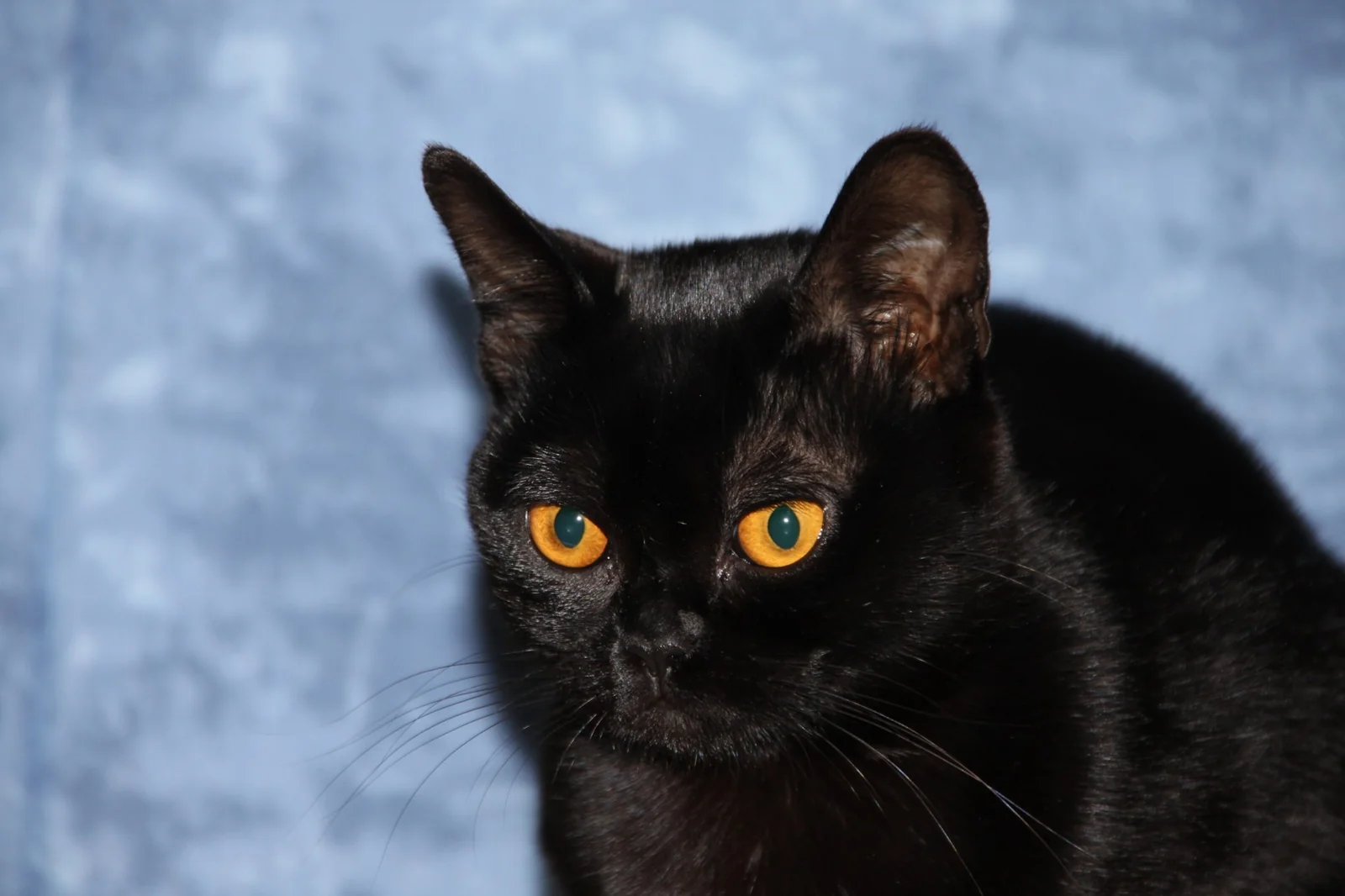 Adult Bombay cat with a clear view of its face