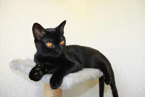 Bombay cat Ebene resting on a cat tree, with head and body side visible