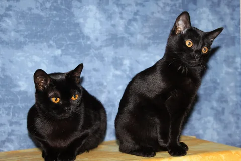 Two black Bombay cats from Blue Sinfonie sitting together