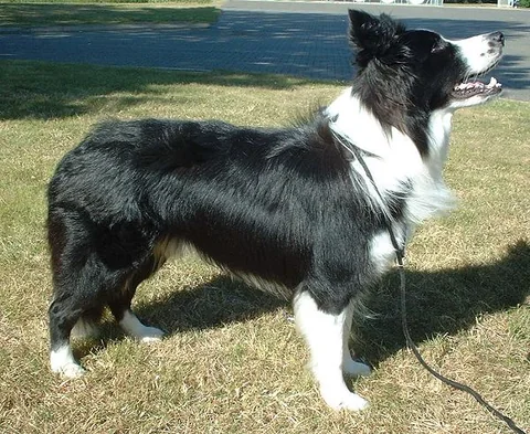 Schwarz-weißer Border Collie mit aufmerksamer Haltung