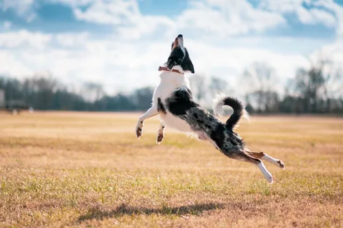 Border Collie che salta in alto su un prato