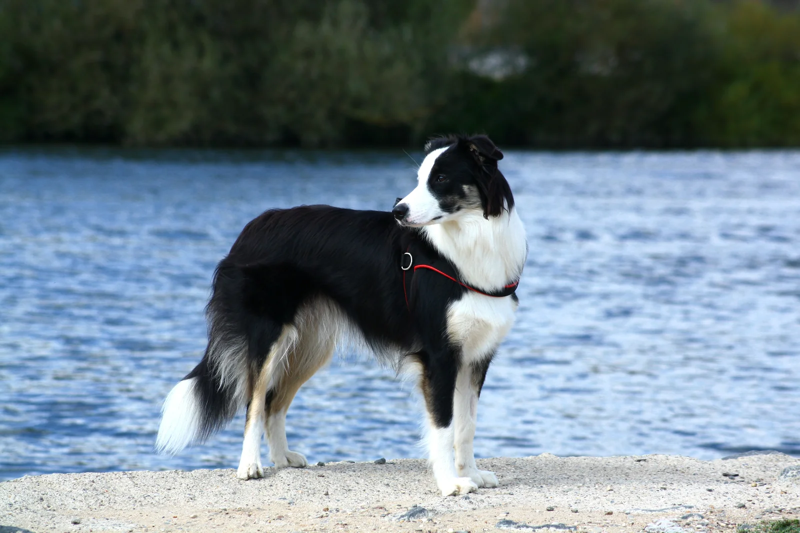Border Collie tricolore in piedi di lato sulla riva di un fiume mentre si volta a guardare indietro