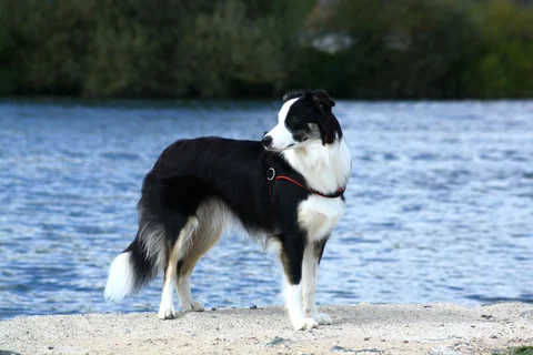 Dreifarbiger Border Collie steht am Flussufer seitlich und blickt zurück