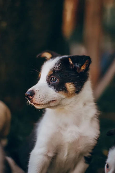 Giovane Border Collie bianco e nero seduto all’aperto