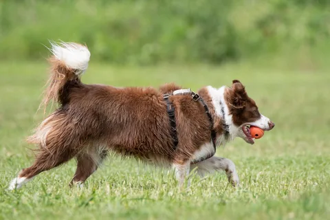 Border Collie marrone e bianco che corre di profilo su un prato