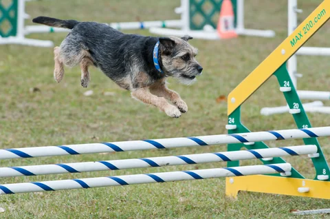 Border Terrier bei einem Agility-Sprung