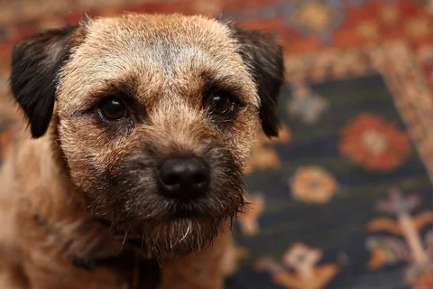 Border Terrier mit rauem Fell blickt direkt in die Kamera