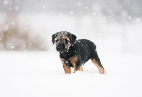 Giovane Border Terrier sulla neve che guarda verso la fotocamera